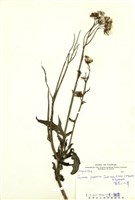 藏品(黃花三七草)的圖片